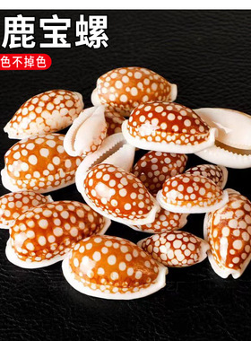 花鹿宝螺天然标本海螺收藏贝壳鱼缸族造景装饰地中海家居系列摆件