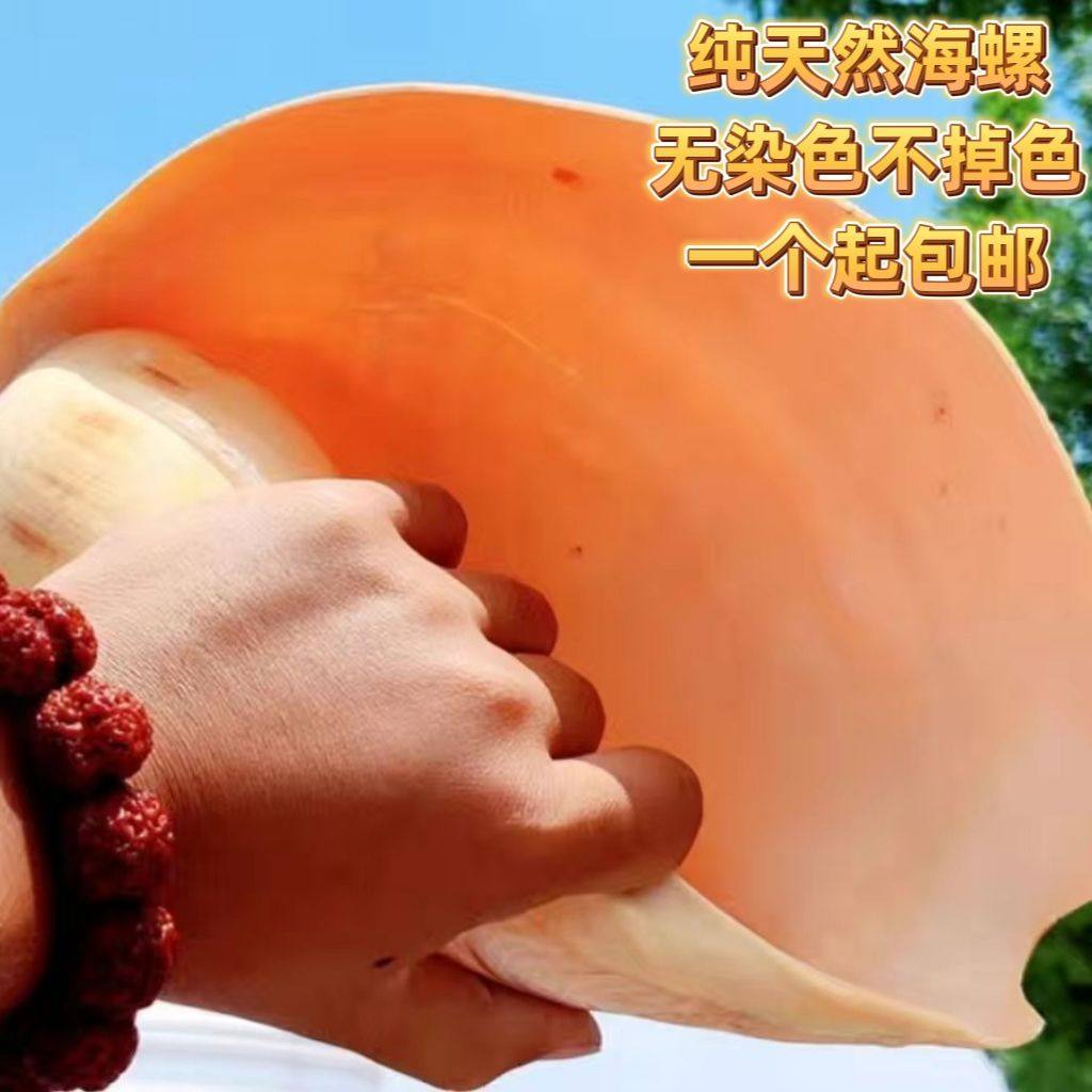 天然黄飘螺家居收藏超大海螺贝壳海螺/贝壳/珊瑚