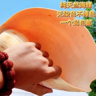 天然黄飘螺家居收藏超大海螺贝壳装饰送礼工艺品礼物摆件鱼缸造景