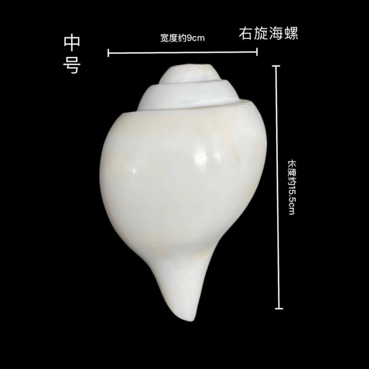 尼泊尔白海螺法螺海螺吹响天然海螺声音响亮浑厚右旋海螺可吹响