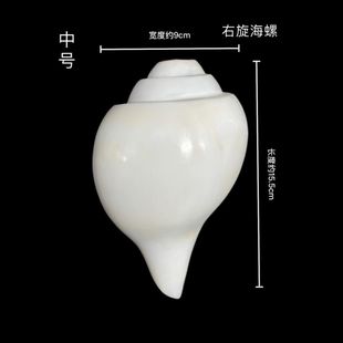 尼泊尔白海螺法螺海螺吹响天然海螺声音响亮浑厚右旋海螺可吹响