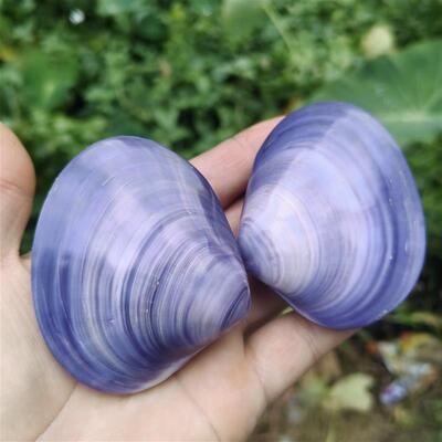 天然彩色贝壳 可开合 紫色蛤贝油蛤地中海