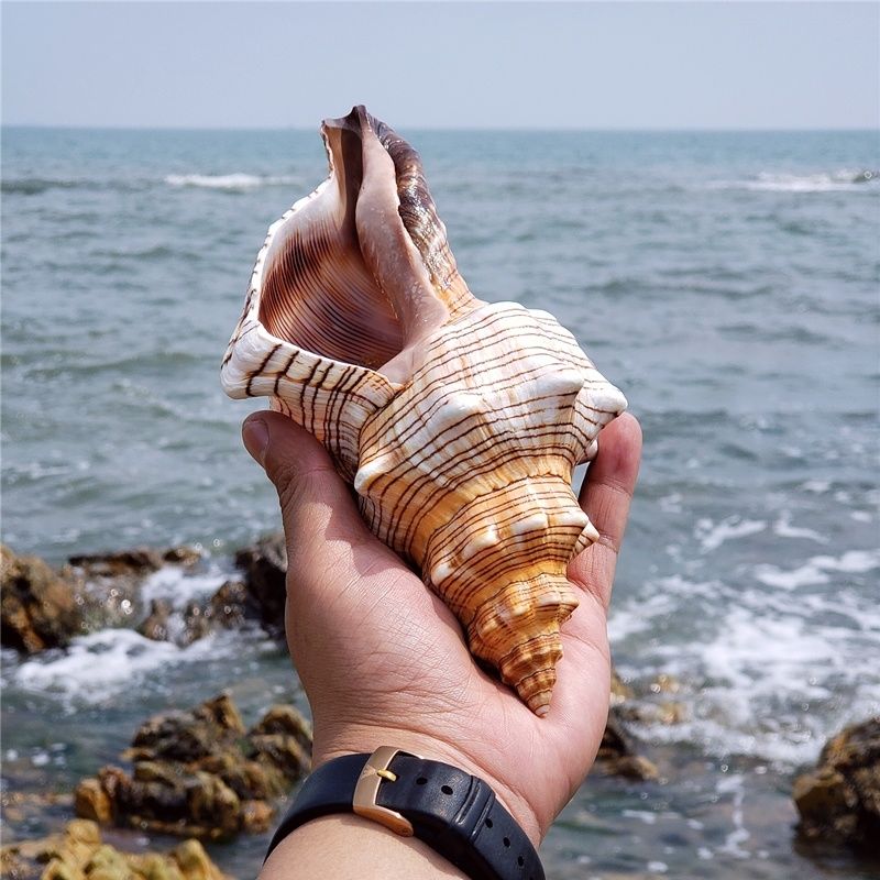 超大赤旋螺羊角螺听海声天然海螺贝壳鱼缸水族造景家居摆件大海螺