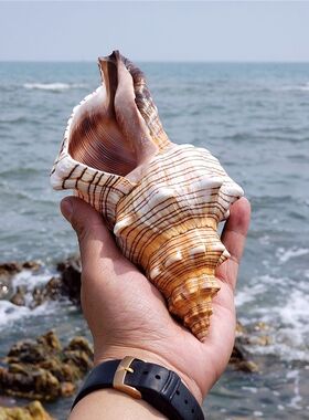超大赤旋螺羊角螺听海声天然海螺贝壳鱼缸水族造景家居摆件大海螺