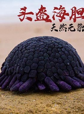 天然海螺贝壳头盔海胆壳地中海海洋风格diy多肉花盆创意灯罩摆件