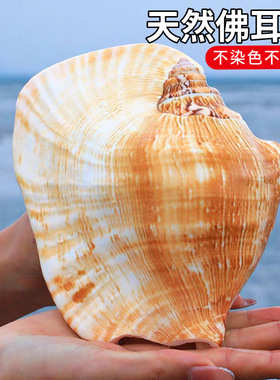 佛耳螺天然超大贝壳海螺耳朵螺工艺品居家装饰品多肉花盆家居摆件