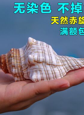 天然赤旋螺号角海螺壳查超大海螺贝壳工艺品摆件家居饰品装饰品