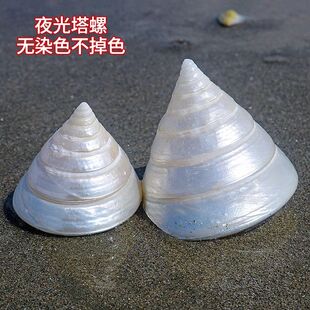 夜光小塔螺珍珠塔螺鱼缸造景水族装饰标本摆件饰品天然海螺贝壳