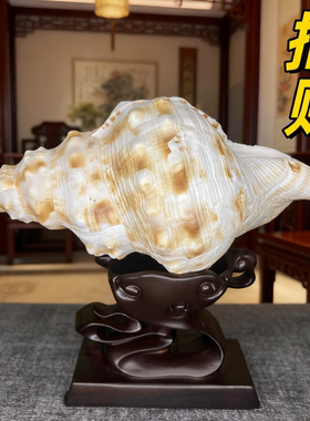 招财摆件天然海螺壳超大白法螺