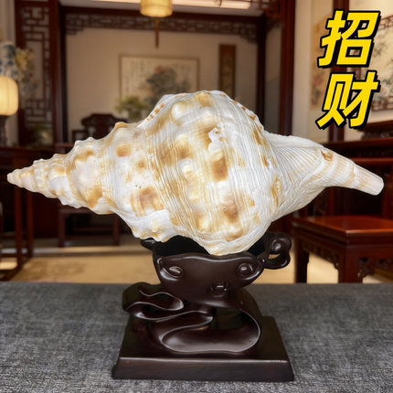 招财摆件天然海螺壳超大白法螺家居客厅玄关装饰商铺摆台礼物收藏