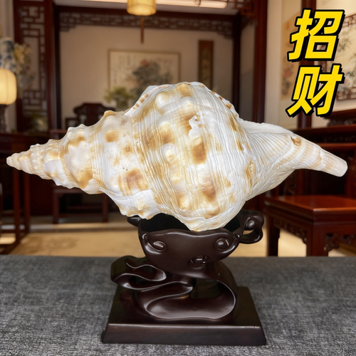 招财摆件天然海螺壳超大白法螺