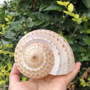 天然超大海螺贝壳花点琴螺鱼缸造景卷贝鱼繁殖壳多肉花盆礼物摆件