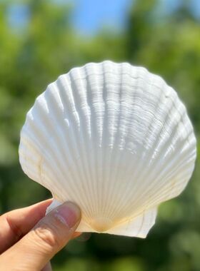 天然大贝壳片幼儿园手工diy绘画涂鸦打孔白色小扇贝壳海螺装饰画