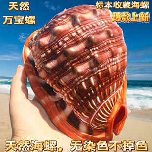天然大海螺贝壳 四大名螺万宝螺 礼品收藏装饰大海螺鱼缸水族造景