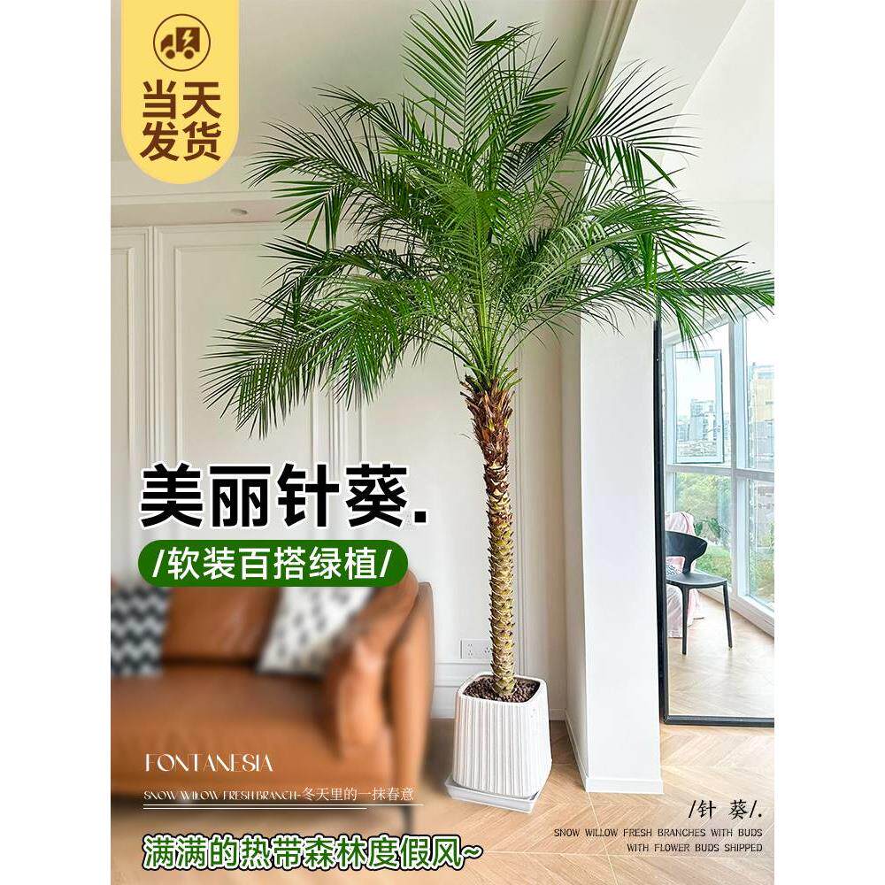 美丽针奎椰子树棕树大型盆栽热带风格植物好养活轻奢客厅落地盆景