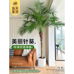 美丽针奎椰子树棕树大型盆栽热带风格植物好养活轻奢客厅落地盆景