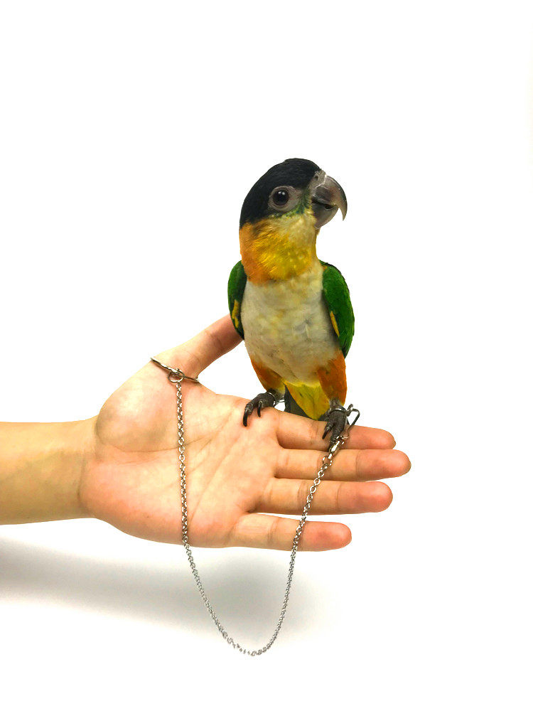 不锈钢鹦鹉开口脚环牡丹玄凤小金太阳和尚灰机金刚鸟站架脚链包邮