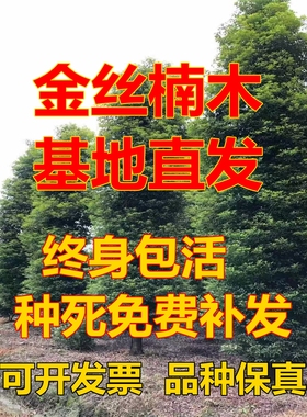 四川正宗小叶金丝楠木树苗小叶桢楠国储林造林苗绿化庭院种植名贵