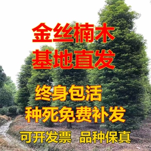 四川正宗小叶金丝楠木树苗小叶桢楠国储林造林苗绿化庭院种植名贵
