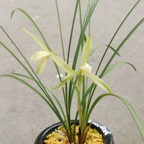 兰花苗春兰 丝兰白花 大花素心传统老品种传世经典清香绿植盆栽