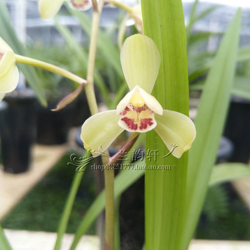 香兰花 建兰四季兰 荷王 荷型瓣 好养爱开花 铭品 自然种植带花苞