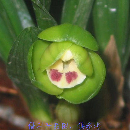 书房小盆栽兰花春兰矮种 碧玉圆荷 小巧可爱 正格荷瓣 花香带叶芽图片