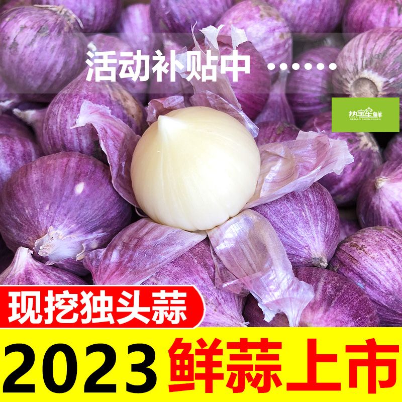 【湿蒜】2023年紫皮独头蒜新鲜大蒜头新鲜现挖新蒜湿蒜头红皮独蒜