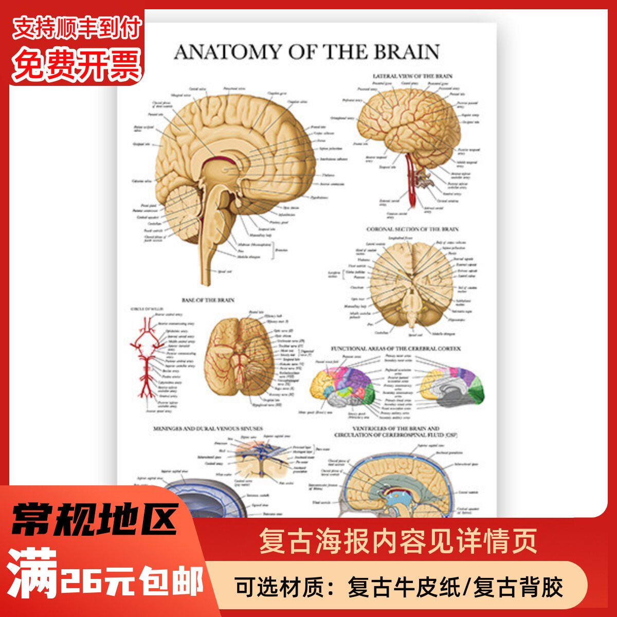 科学启蒙人体结构大脑器官解剖骨骼认知儿童早教身体内脏挂图海报