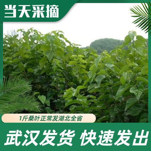 现摘新鲜桑叶春蚕食物纯叶片湖北