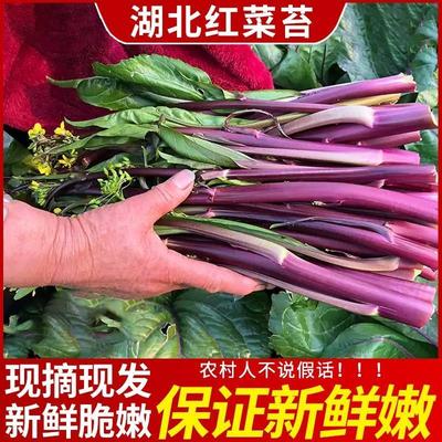 湖北红菜苔洪山当季脆嫩新鲜农家