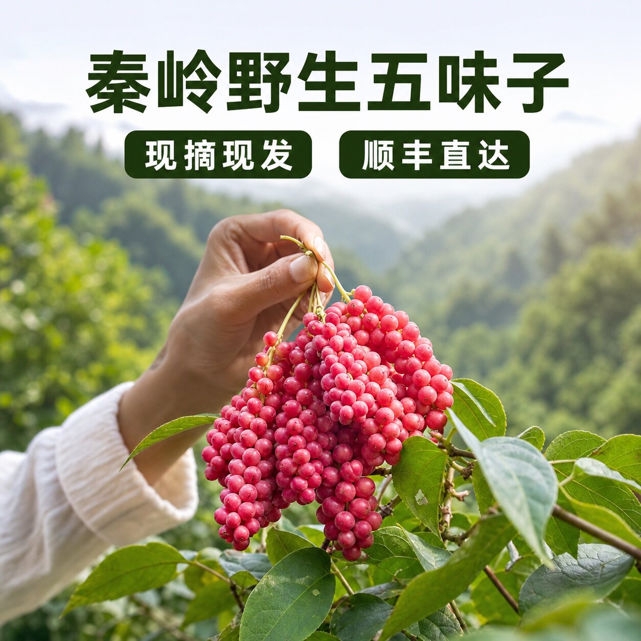 秦岭新鲜水果野生五味子