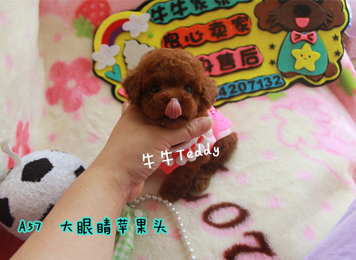 羊羔毛大眼睛圆脸/小体玩具茶杯体深酒红色/泰迪贵宾宠物幼犬狗狗