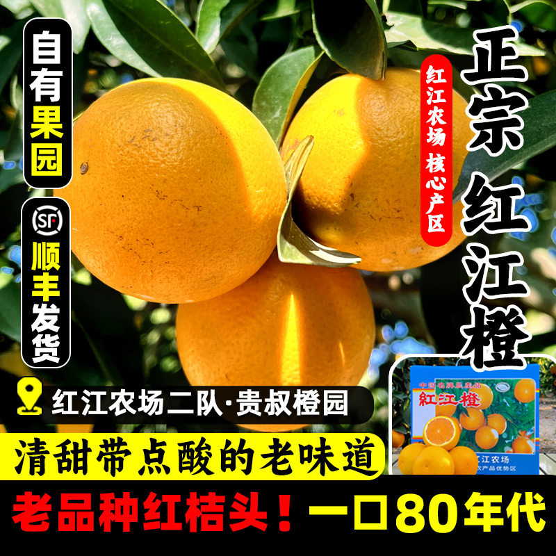 红江橙正宗红江农场现摘现发橙子广东湛江贵叔橙园旗舰廉江红橙