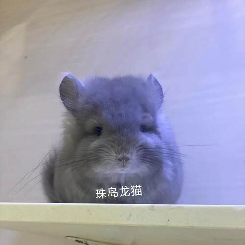 龙猫活物送笼子宠物活体幼崽