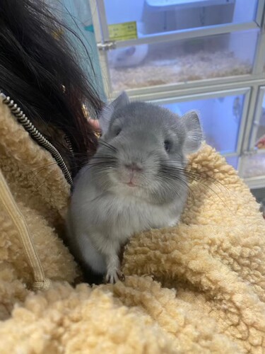 紫灰弟弟妹妹龙猫宝宝