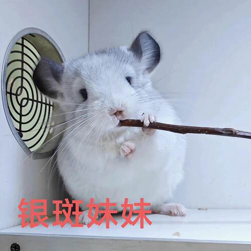 A级 圆脸银斑DD一枚 龙猫宝宝