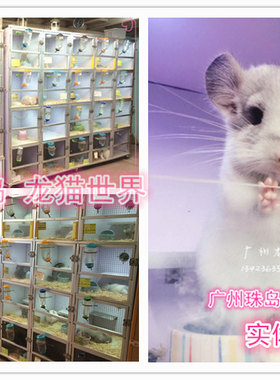 活泼可爱圆脸宝宝龙猫