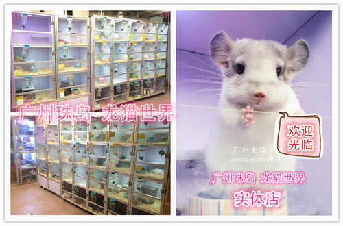 活泼可爱圆脸宝宝龙猫