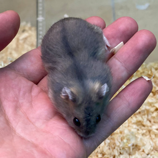 侏儒三线紫仓仓鼠公母的小仓鼠宠物网红苍鼠类小宠物小型好养