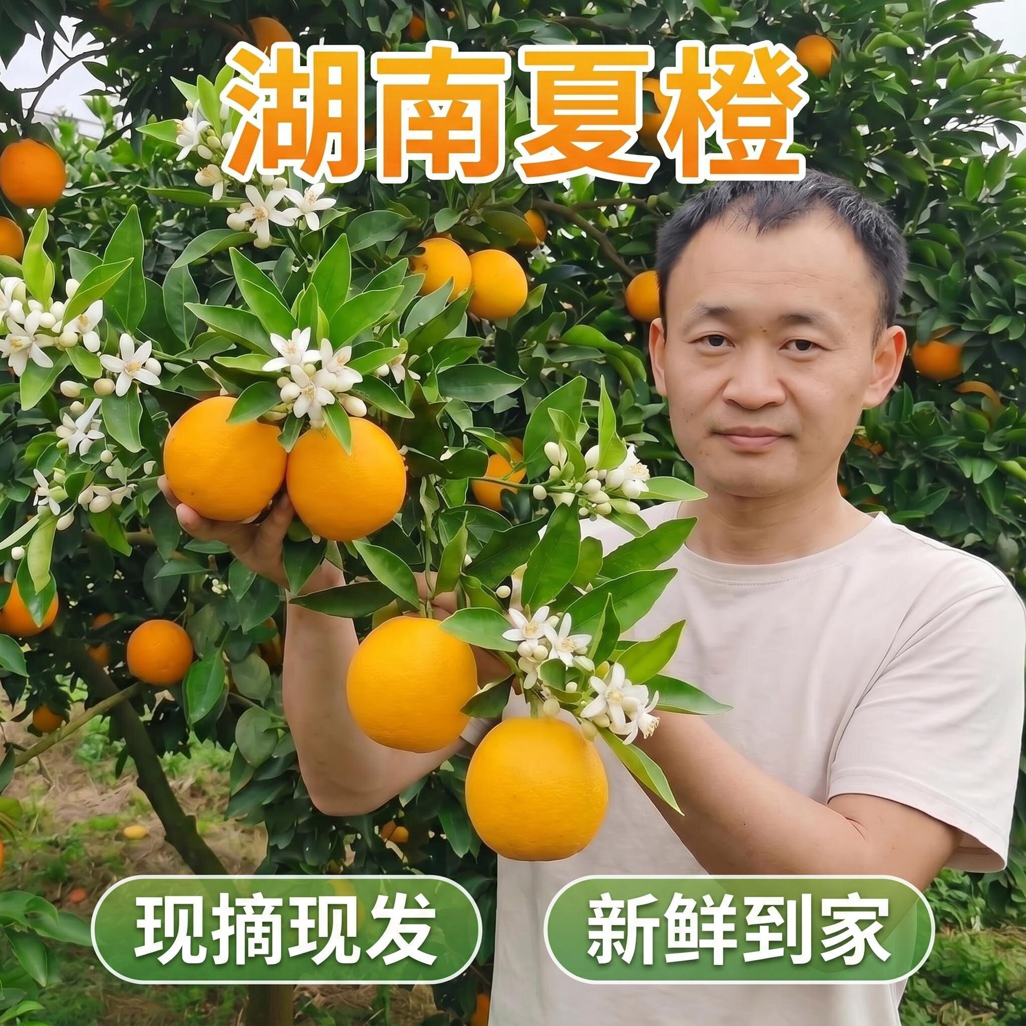11年小雨家 湖南夏橙子正宗新鲜水果当季应季现摘带叶现发