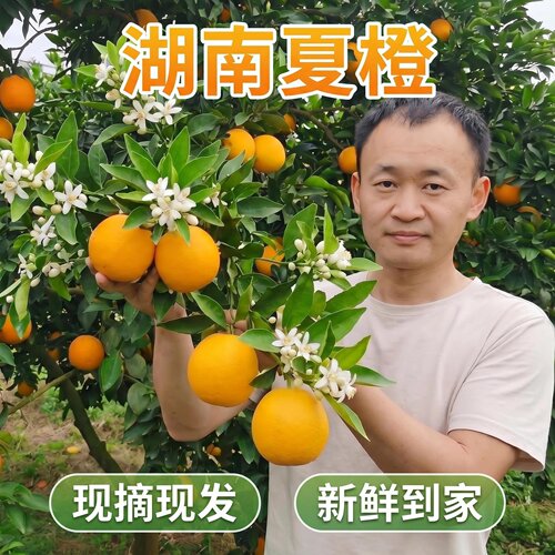 11年小雨家湖南夏橙子应季水果