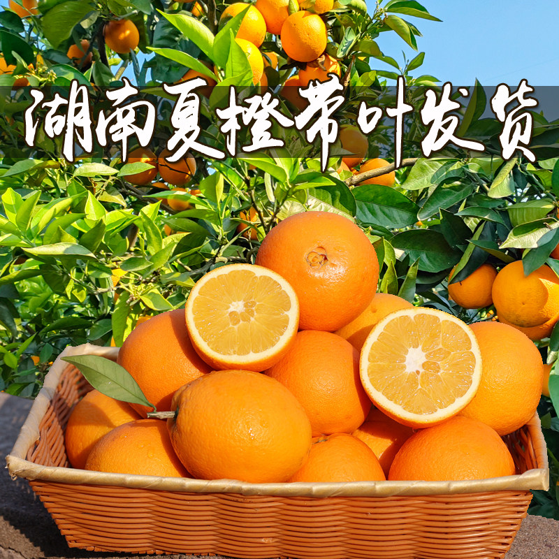 11年小雨家 湖南夏橙正宗新鲜橙子水果当季应季现摘带叶现发