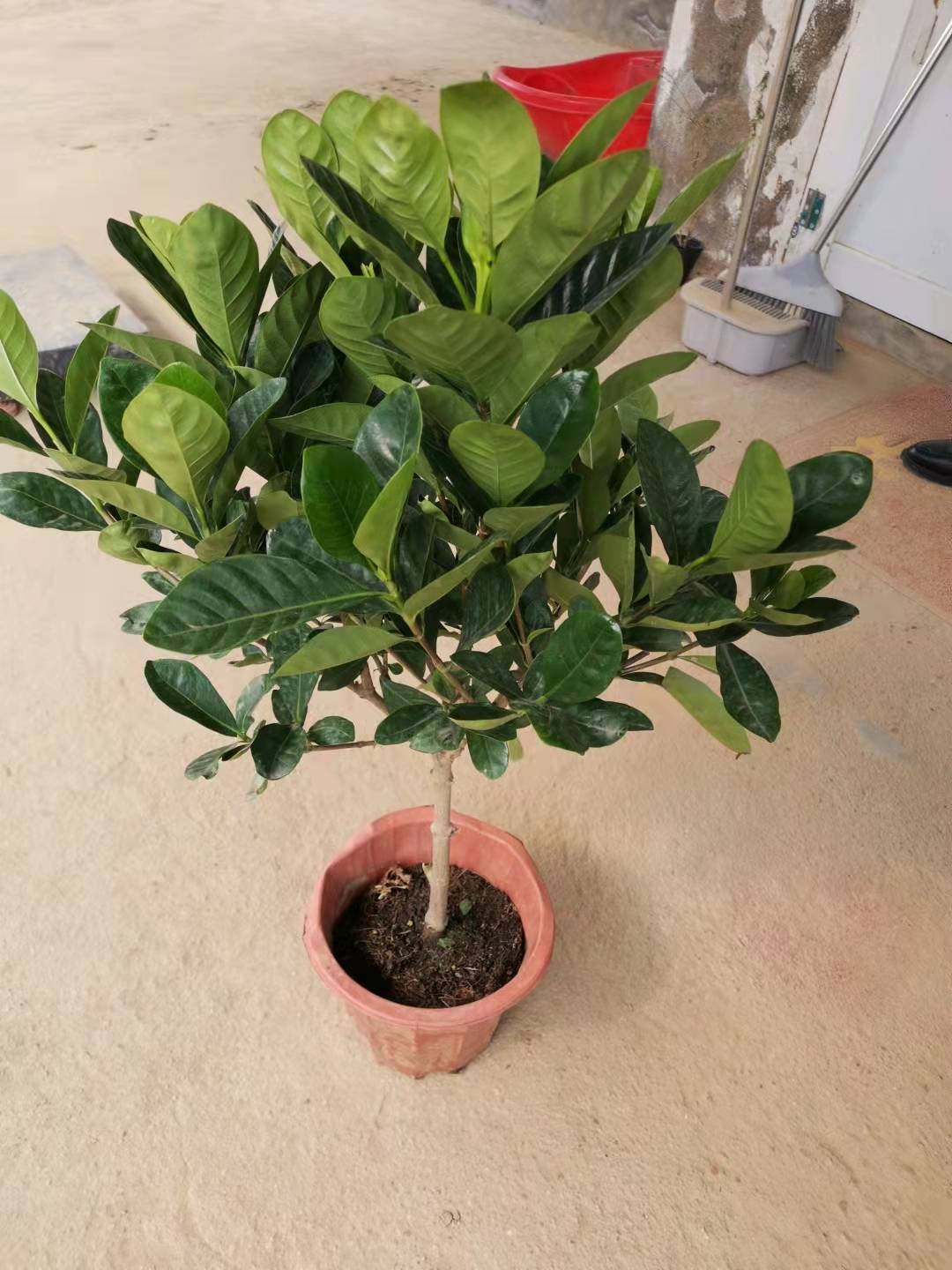 花卉桅子花大树苗盆栽植物室内芳香独杆大叶牡丹栀子花苗