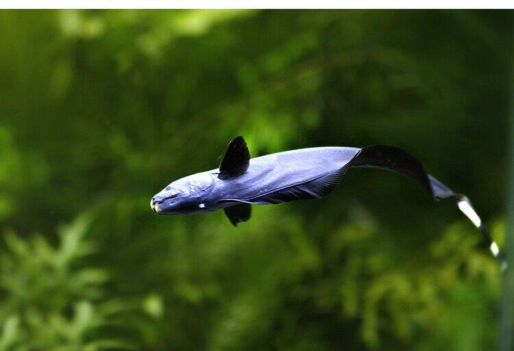 [Physical stores]Apternotusalbifrons Feathery fish Apteronotus albifrons Black Devil Rays Black Featherin the Pet/Pet food and supplies , Aqua World , Fish  category - from Buy2taobao.com to provide professional Taobao agent buy service