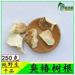 臭椿树根 臭椿根