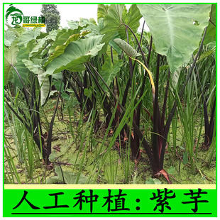 紫芋苗 水芋水培植物 挺水植物沼泽过滤 水竹水菖蒲