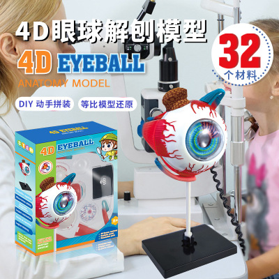 人体教学眼球解刨结构模型可拆卸diy仿真医学教材眼科模具玩具