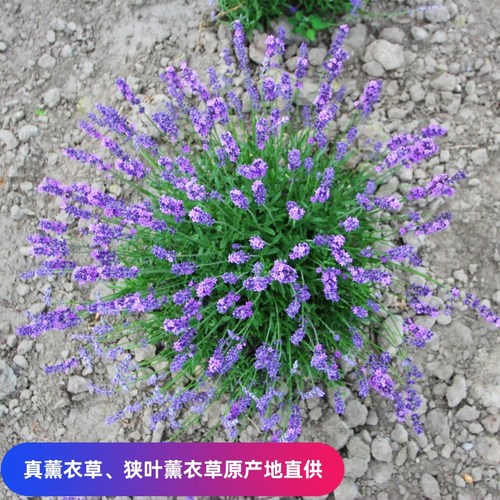 薰衣草花苗盆栽狭叶新疆伊犁宿根