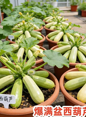 高产西葫芦种子春季播种秋季开花不生虫不打药新手易种种子