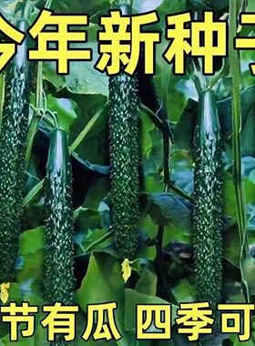 津研四号黄瓜种子油亮满芯绿皮绿芯好吃易种口感甜脆